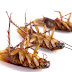 Τρεις αποτελεσματικοί τρόποι για να απαλλαχτείτε από τις κατσαρίδες