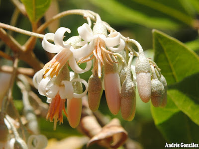 flores de Styrax leprosus