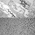 Las lágrimas de alegría y tristeza son diferentes bajo el microscopio