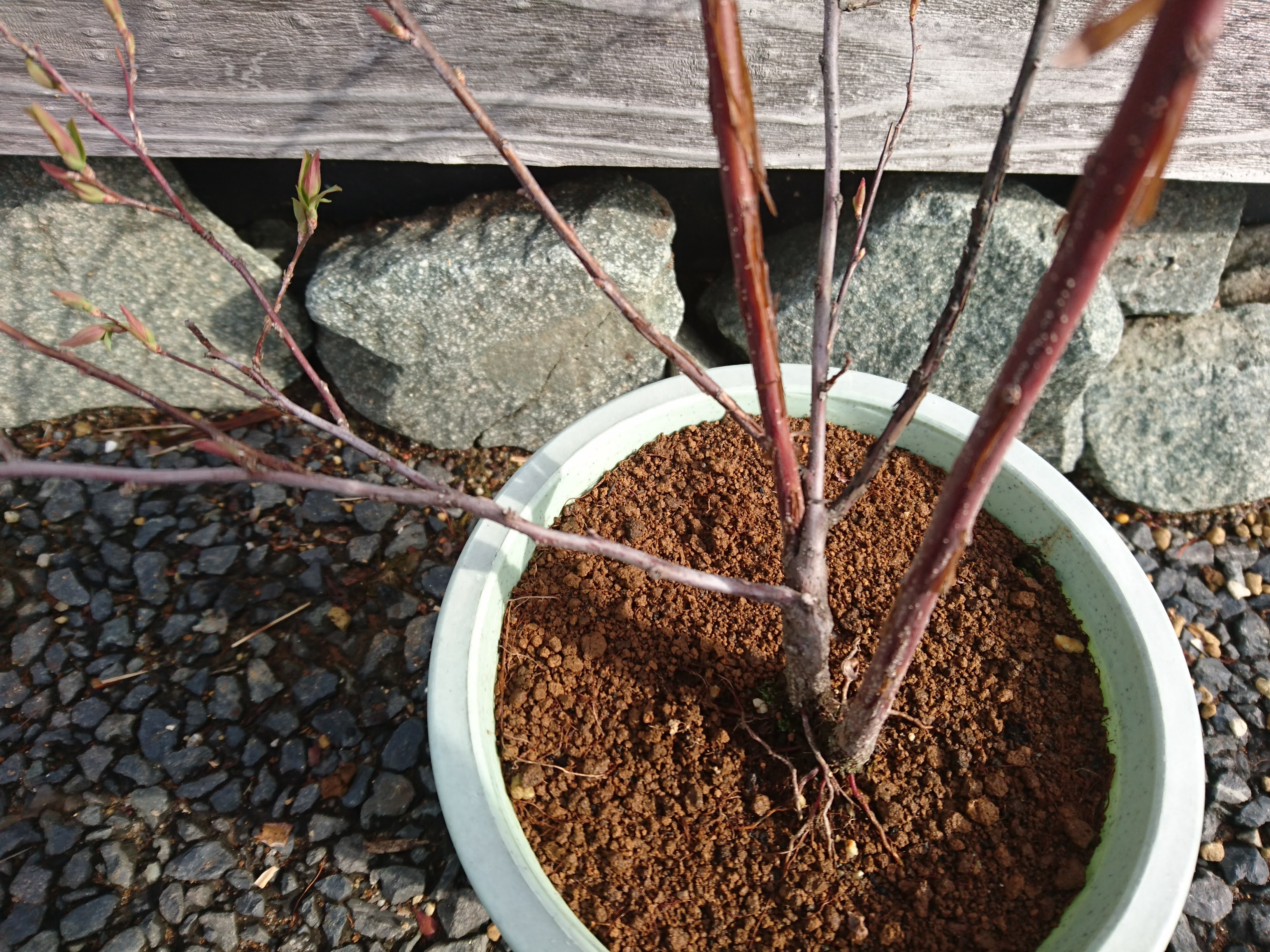 コデマリの挿し木を成功させるポイント 鉢植えやミニ盆栽で小さな白い花を楽しむ メダカの大工