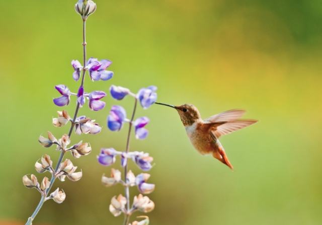 Pictures Of Flowers Hummingbirds Like