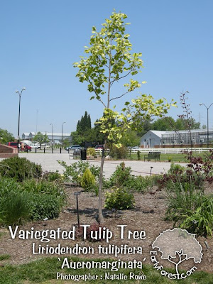 washington hawthorn tree facts. Variegated Tulip Tree