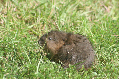 muskrat