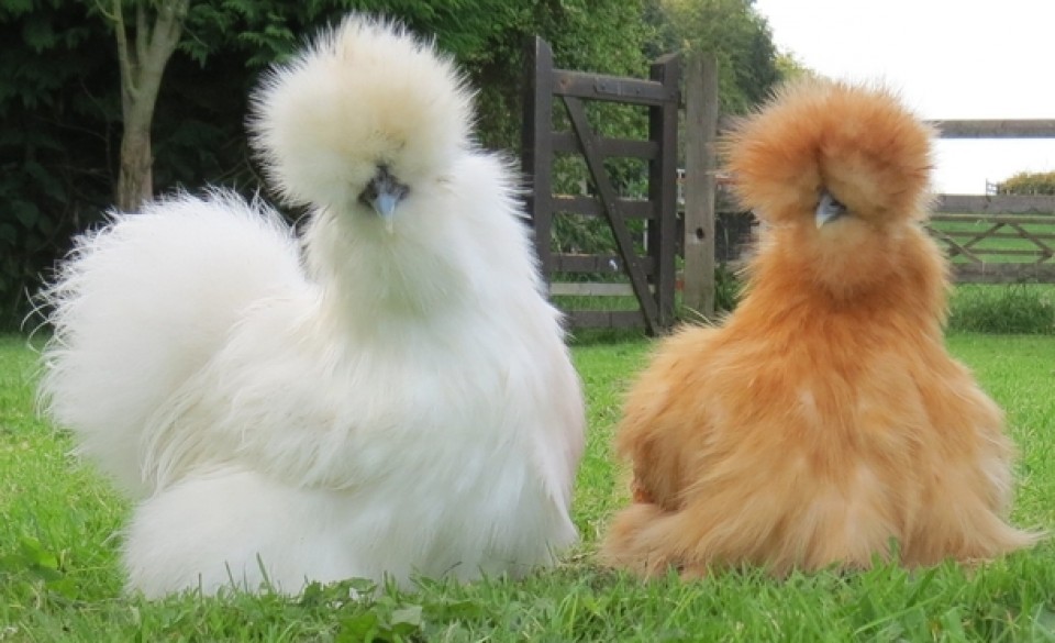 ayam hias american silkie