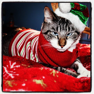 foto kucing berkostum natal