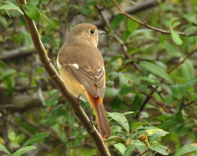 黃尾鴝雌鳥