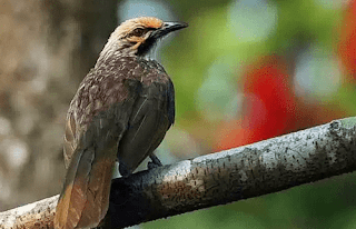 5 Macam Burung Kicau Termahal Di Indonesia