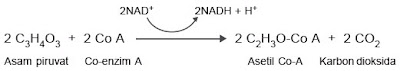 reaksi pembentukan asetil Co-A