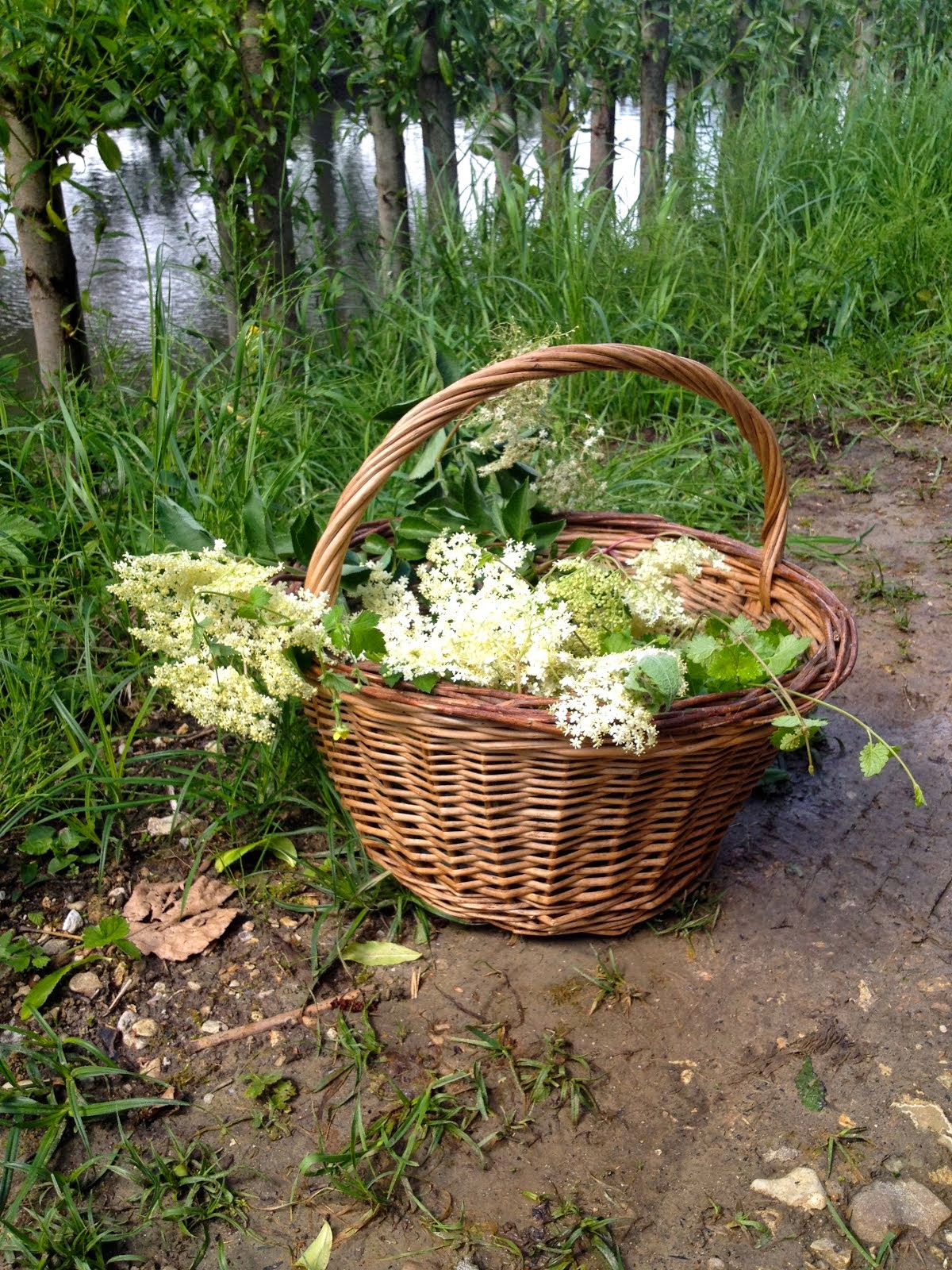 Our Basket of Bounty