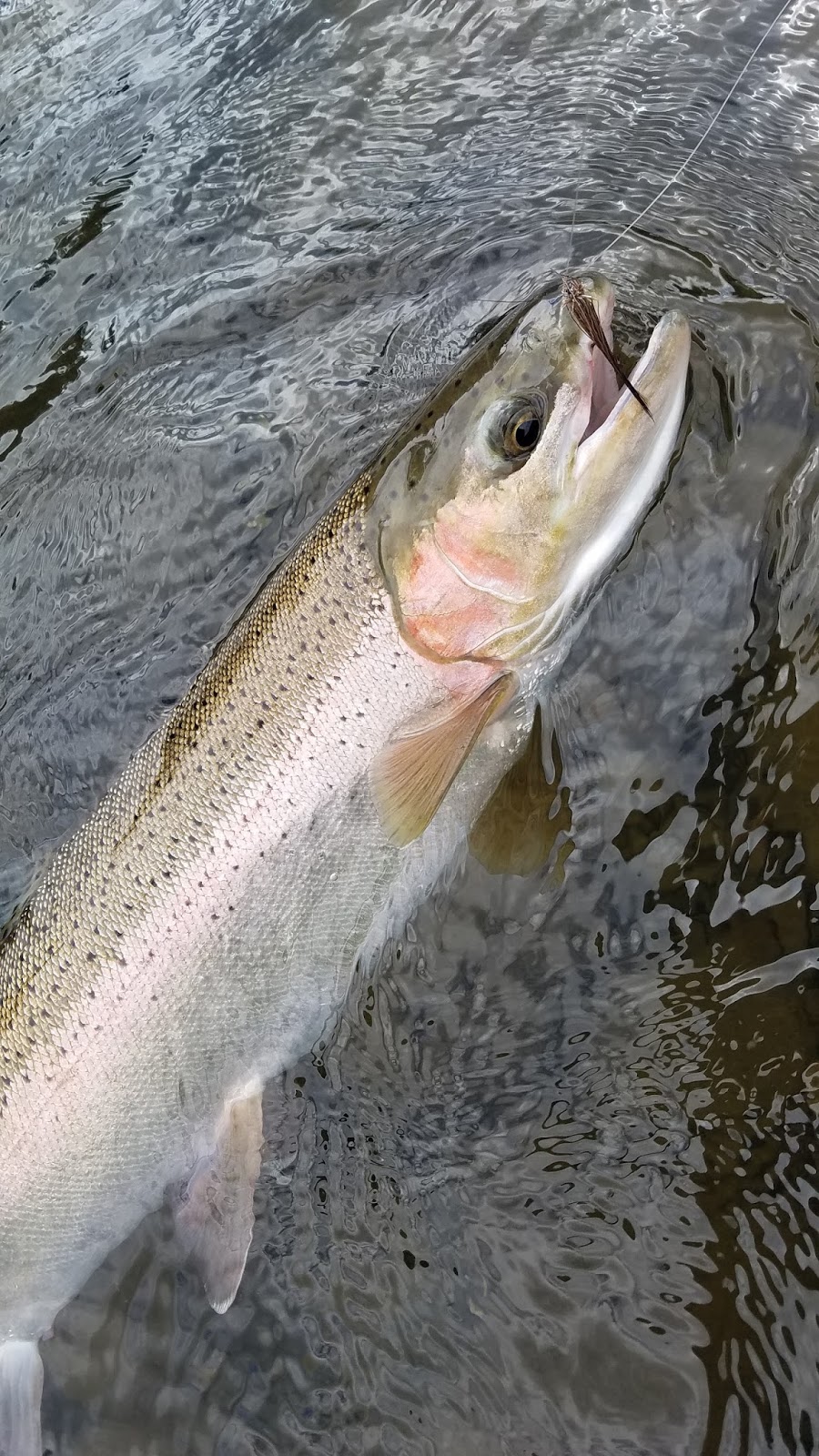 DRY LINE STEELHEAD - OREGON: Lemire's Thompson River Caddis: The