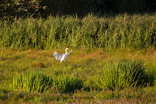 Wildlifefotografie Silberreiher Lippeaue Olaf Kerber