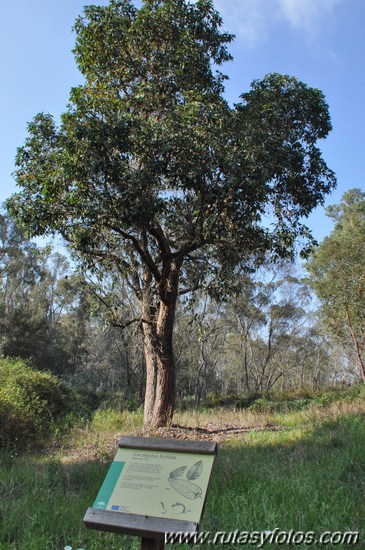 Arboreto de El Villar