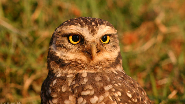 Burrowing Owl Athene cunicularia grallaria Coruja-Buraqueira Lechucita vizcachera