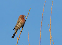 House Finch