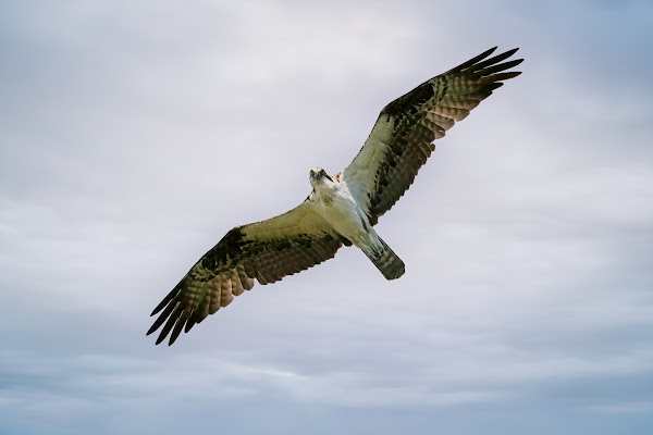 Osprey.