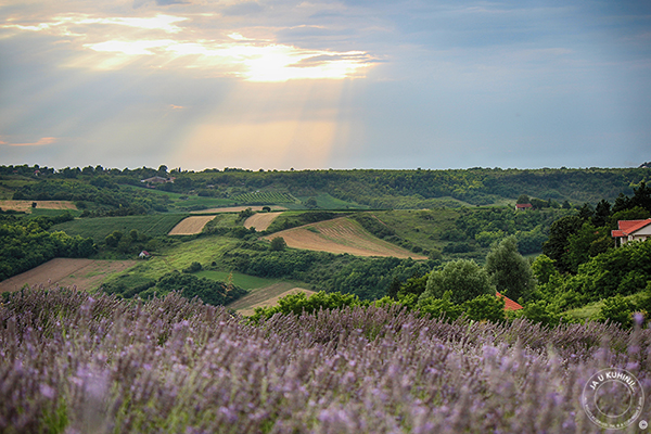 Fruškogorsko polje lavande