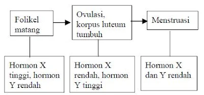 Skema siklus menstruasi