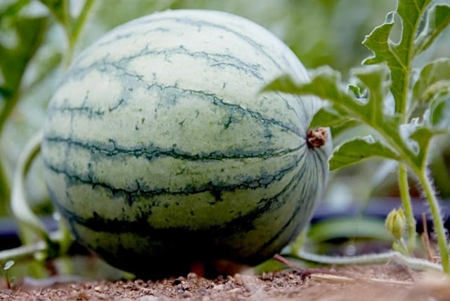 Cara menanam semangka di rumah dengan teknik yang benar untuk membantu pohon menghasilkan buah yang besar