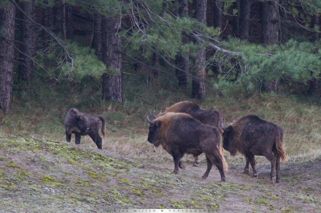Wisent kudde - European Bison Herd - Bison bonasus