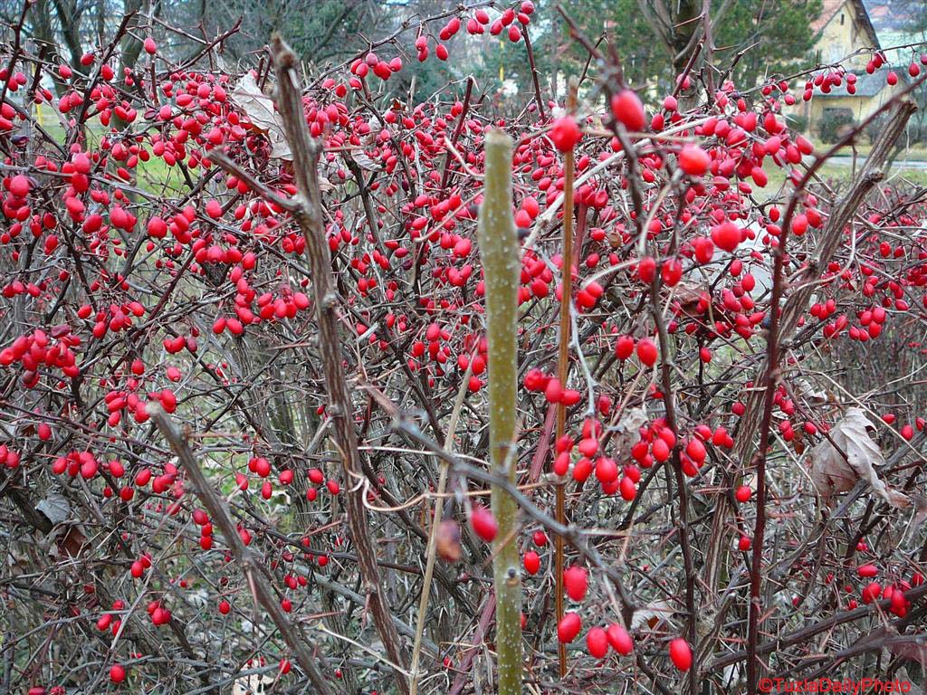 red berries re-creation