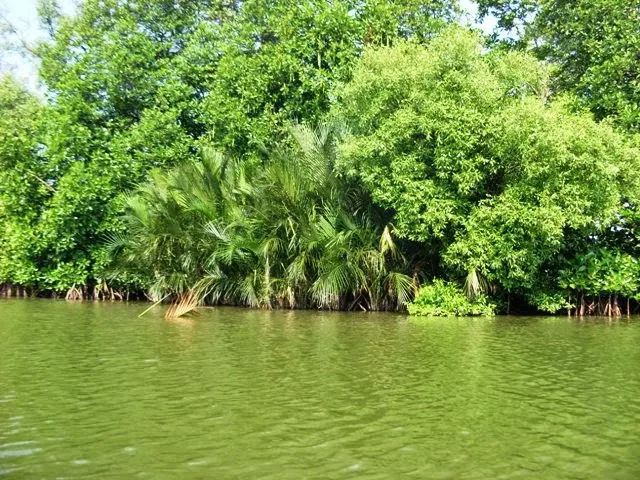 hutan mangrove hingga Muara Blacan Desa Pantai Harapanjaya Muaragembong