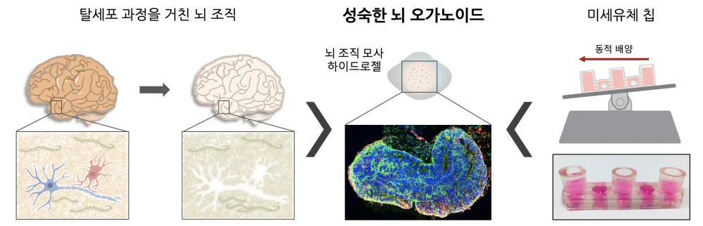 ▲ 연구진이 개발한 ‘인간 미니 뇌 배양 플랫폼’ 모식도