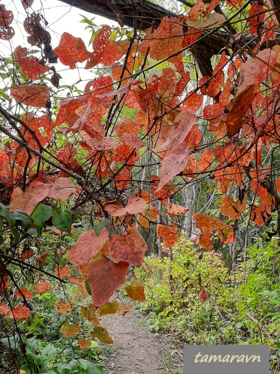 Виноград амурский (Vitis amurensis)