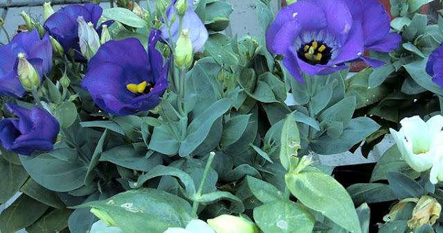 Bunga Lisianthus