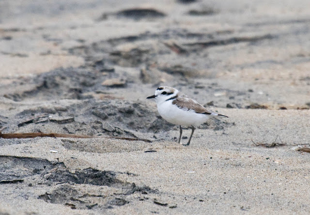 Snowy Plover