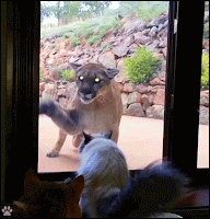 Crazy Cat GIF • OMG! Brave cat stands up to mountain Lion. Fearless kitty showing to big bro who is the boss