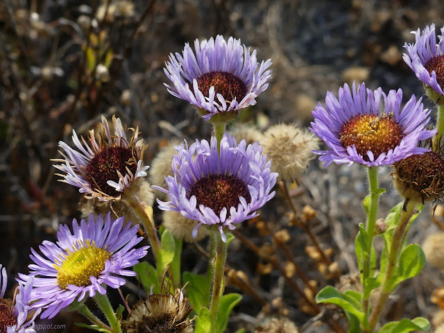 thin, purple petals around a dark center