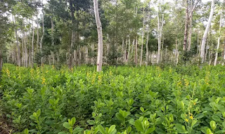 Brasil deve recuperar 25 milhões de hectares de vegetação nativa