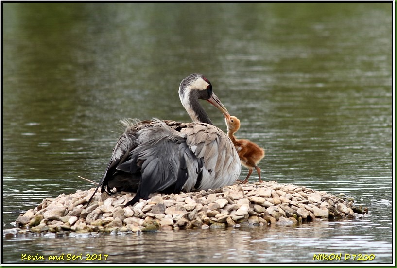 Slimbridge WWT D7200 X14 C13  12-06-2017 13-32-048