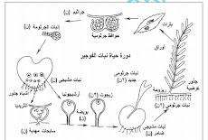 جميع رسومات الاحياء ثانوية عامة 2019 مستر حسن محرم