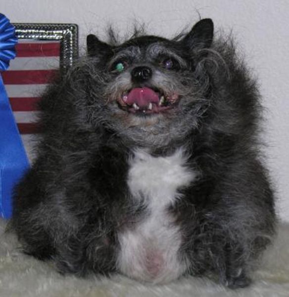 ugly dogs and cats. Ugliest Dogs Ever Seen