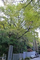 Young Japanese o-henro-san resting at the temple