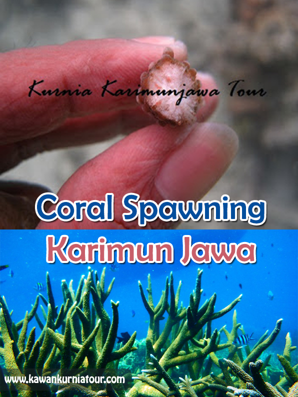 Spawning telur karang jenis acropora