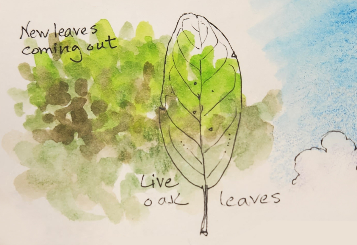 A Nature Art Journal