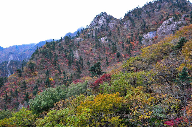 雪嶽山紅葉