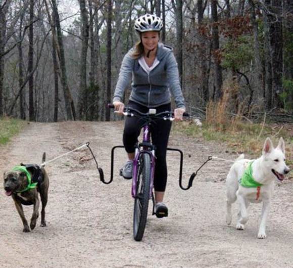 Dog Bike Jogger