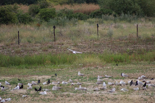 3rd cycle Yellow-legged Gull flying