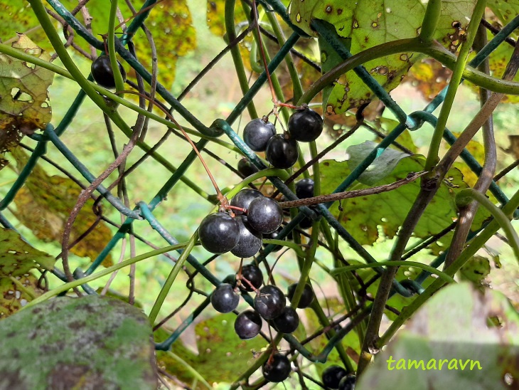 Луносемянник даурский (Menispermum dauricum)