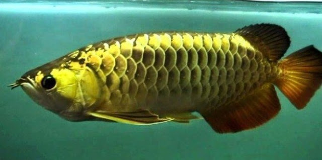Ikan Arwana Black Golden