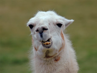 Llama hd Wallpapers 2013