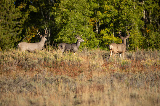 Three bucks on a ridge in State Forest State Park