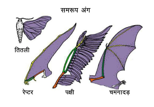 biodiversity kya hai in hindi जैव विविधता शब्द का सर्वप्रथम प्रयोग biodiversity importance examples value of biodiversity levels of biodiversity Homologous organs  ,Analogous organs and Vestigial Organ in Hindi  जैव विविधता शब्द का सर्वप्रथम प्रयोग   Principles of Biodiversity,Paleontology