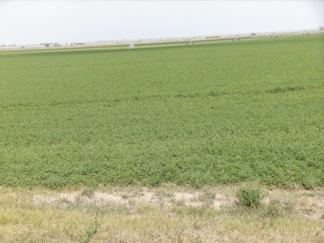 field of hay