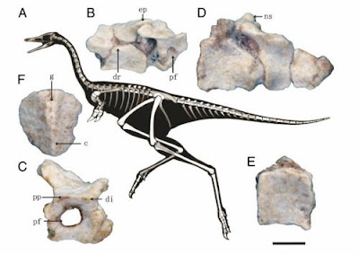 微型單指恐龍 Linhenykus monodactylus