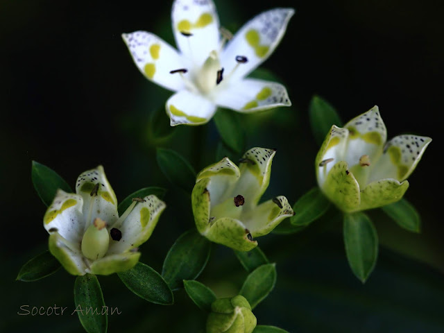 Swertia bimaculata