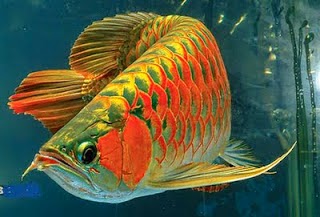 AROWANAISLAND TIPS PENJAGAAN IKAN  AROWANA